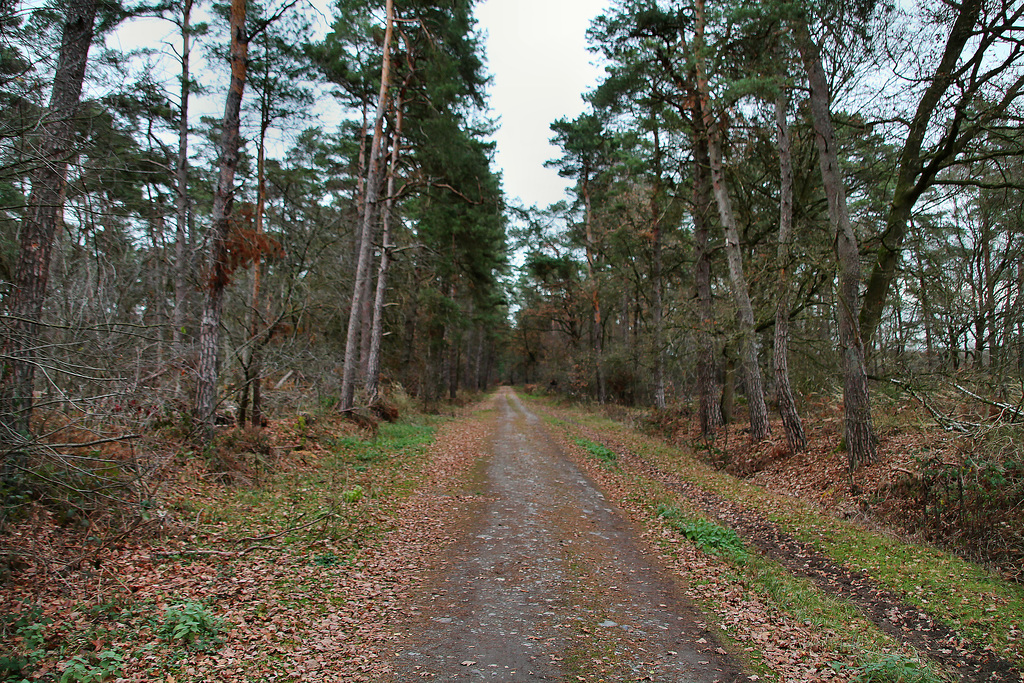 Ahsener Allee (Haard, Datteln) / 1.12.2018