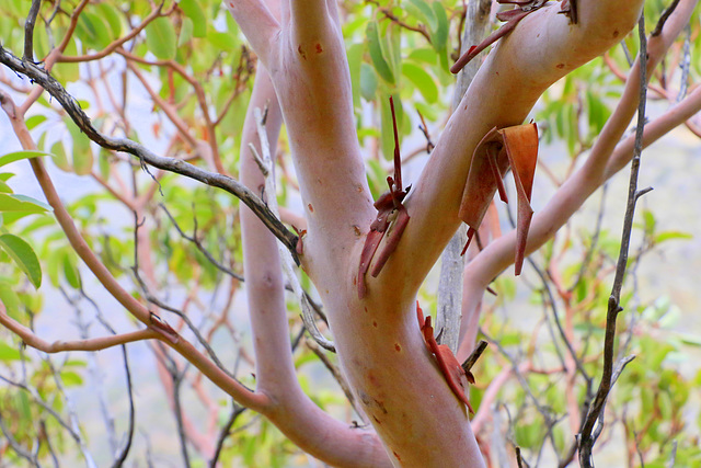 Texas Madrone