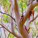 Texas Madrone