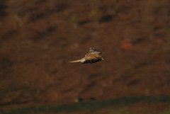 Kestrel in flight 2