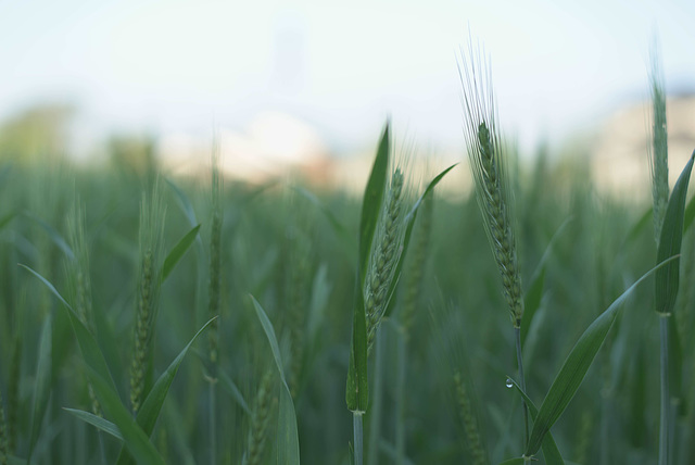 Green wheat