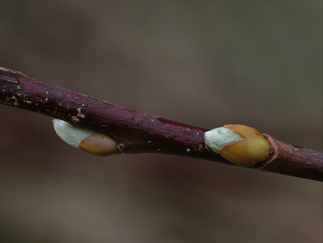 Salix caprea