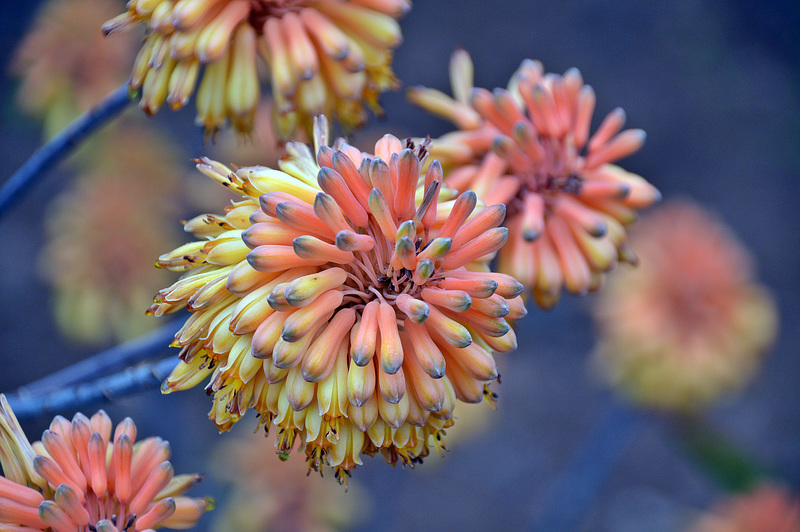 Blüte der Aloe camperi