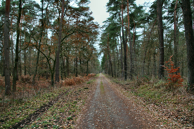 Ahsener Allee (Haard, Datteln) / 1.12.2018