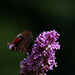 Peacock Butterfly