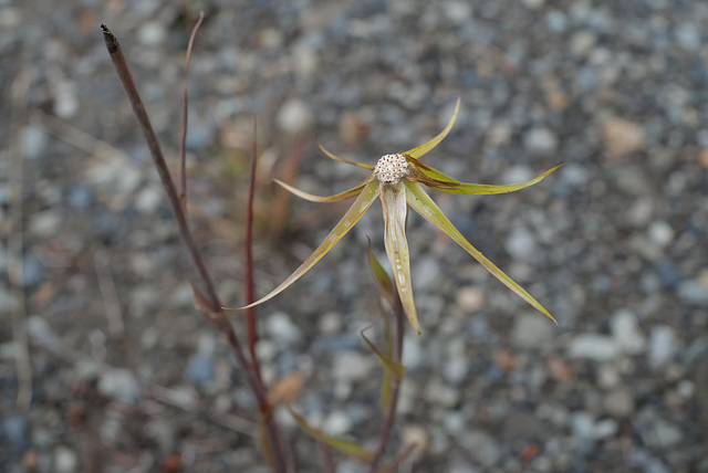 Tragopogon dubius, Canada L1010152