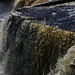 Lower Tahquamenon Falls