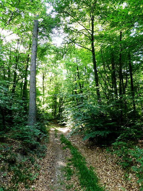 Auf dem medizinischen Kurwanderweg MK III blau