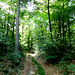 Auf dem medizinischen Kurwanderweg MK III blau