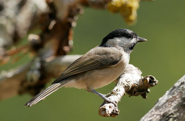 Mésange nonnette.