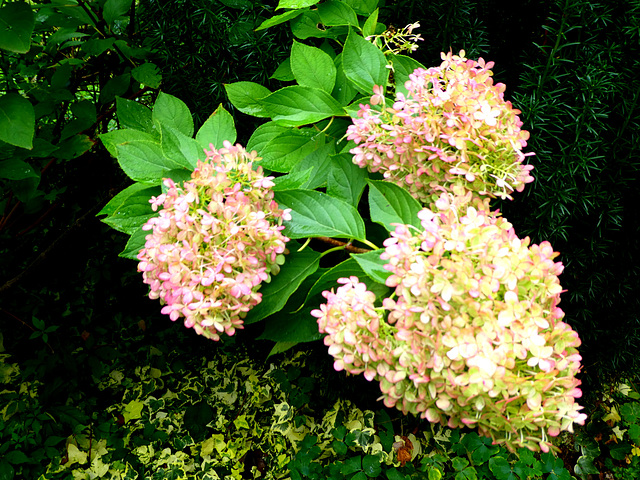 Pluimhortensia