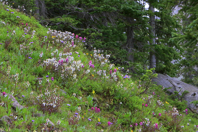 Wildflowers