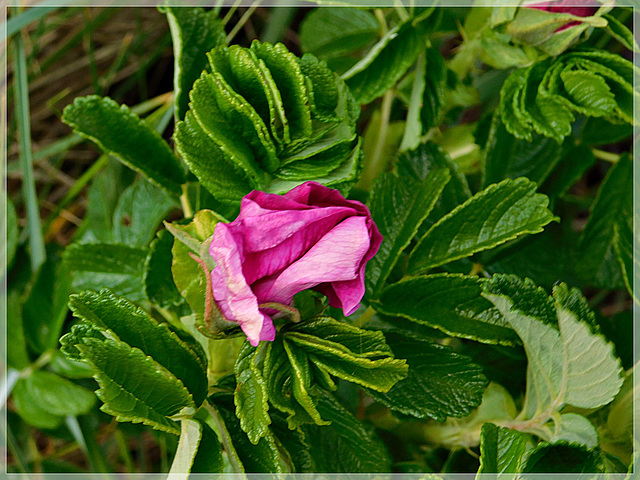 A Saint Benoit des Ondes (35)