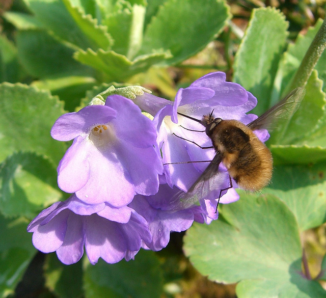 Besuch beim Bergprimel