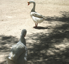 Chinese geese.