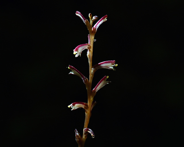 Beechdrop flowering DSC 9268