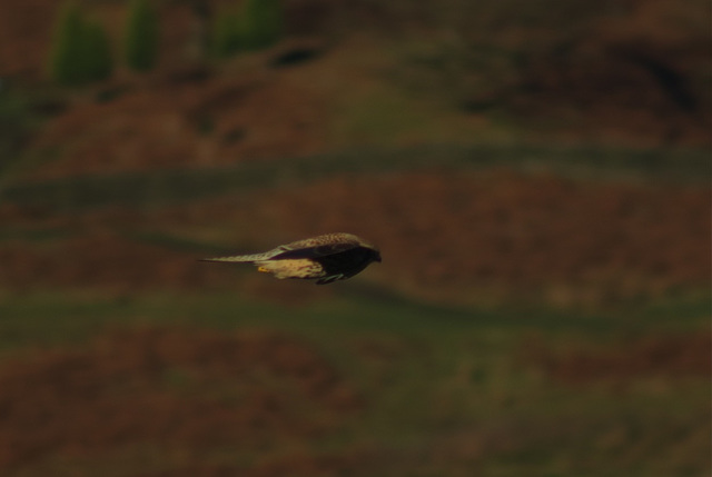 Kestrel in flight 4