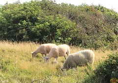 2015-07-31 101 100-a UK, Boulogne-sur-Mer