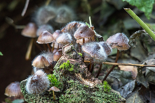 20151010 9286VRTw [D~H] Pilz, Wisentgehege, Springe-Deister