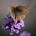 Meadow Brown Butterfly