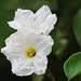 Day 6, flower (Texas Olive?), National Butterfly Centre