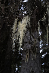 Tillandsia usneoides, Canada L1010142