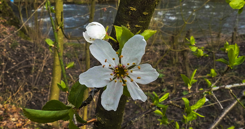 20200315 6752CPw [D~LIP] Mirabelle (Prunus cerasifera), [Kirschpflaume], UWZ, Bad Salzuflen