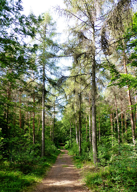 Auf dem medizinischen Kurwanderweg MK III blau