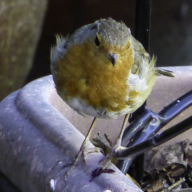 Friendly Robin for H.A.N.W.E