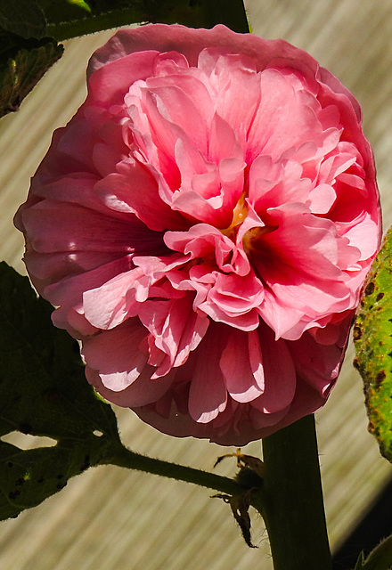 20210723 1890CPw [D~LIP] Stockrose (Alcea rosea), Bad Salzuflen