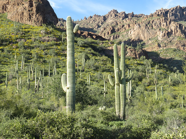 How Green Is My Desert?