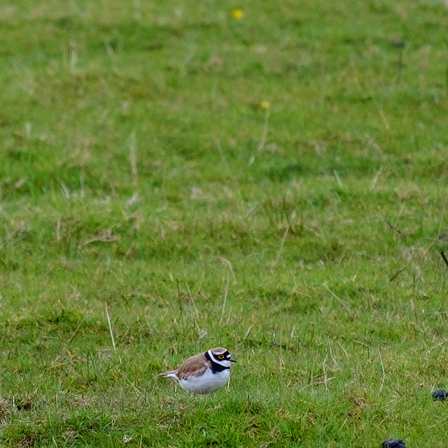 Little Ringed Plover