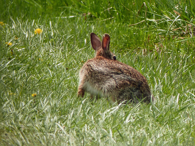 Day 3, rabbit near Hillman Marsh