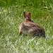 Day 3, rabbit near Hillman Marsh