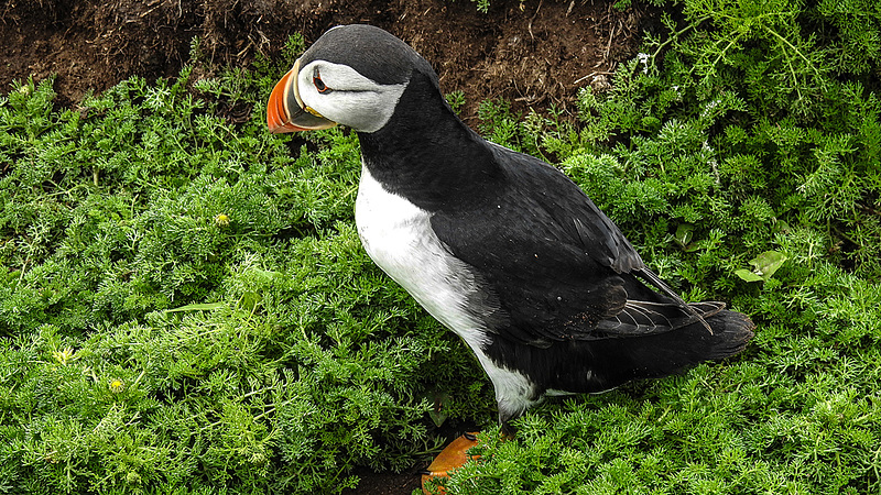 20190612 5111CPw [R~GB] Papageitaucher, Krauser Rollfarn (Cryptogramma crispa), Skomer, Wales