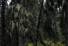 Tillandsia usneoides, Canada L1010141