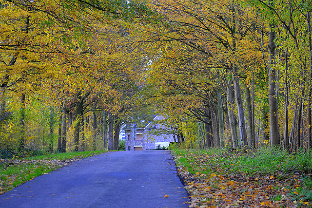 Autumn  road 3