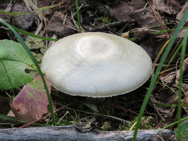 White mushroom