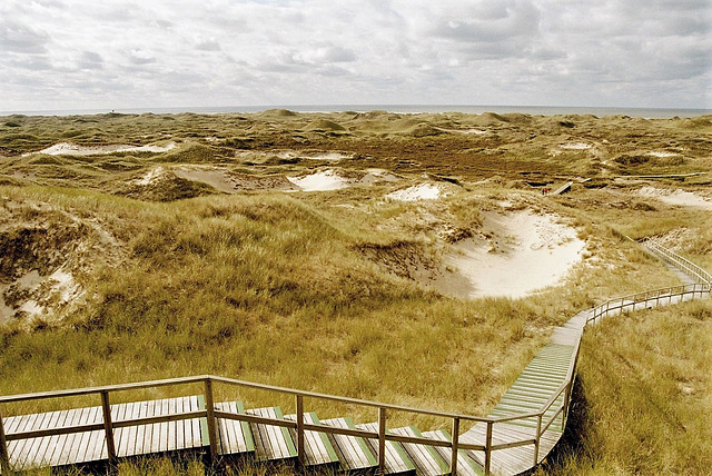 Dünen auf Amrum