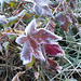 Frost on sweetgum leaves