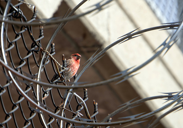 Purple finch and razor wire