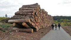 Traurige Holz-Ernte