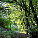 Wald bei Kirchdaun