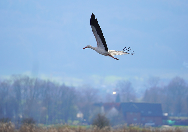 Storch