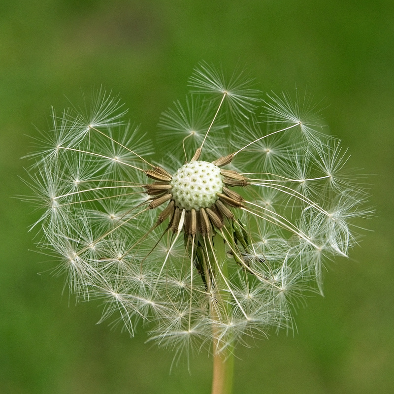 Dandelion Seed Head