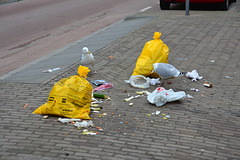 Gulls no longer scared by yellow bags