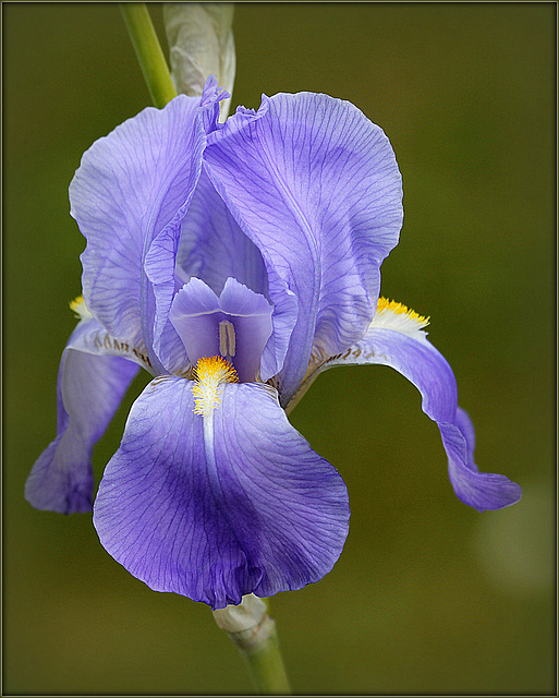 Iris