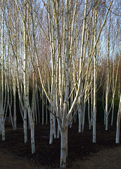 Anglesey Abbey 2010-11-16