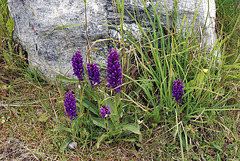 Northern Marsh-orchid