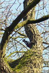 Finally I found my Woodpecker high in the tree... ;)